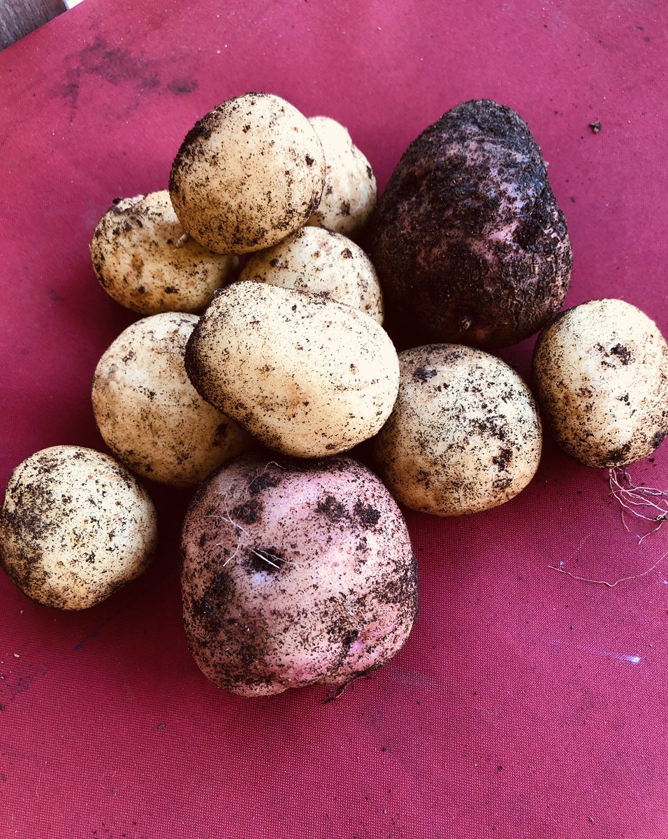 JonniLynch's tweet photo. October surprise. Cleaning out the garden beds to put them to res and found this weekend’s side dishes #growyourownfood #freshpotatoes #homegrown #autumngardens #weekendsupper https://t.co/Hlwl1AAja7
