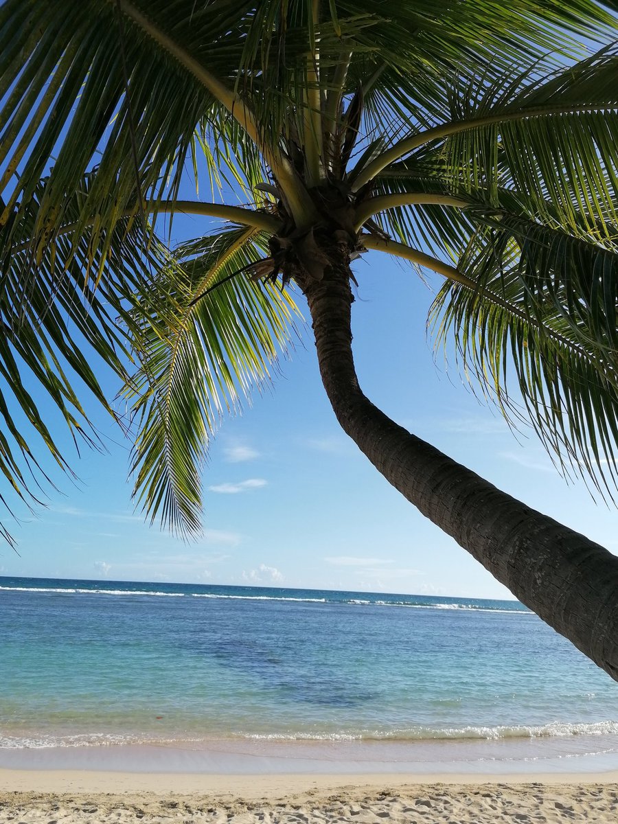ksalcedof's tweet photo. #rd #republiquedominicaine #RepublicaDominicana #DominicanRepublic #beach #playq #plage @Hernani2020 https://t.co/1ZSB2nXltg