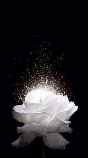 GRA_SLL_'s tweet photo. @erikmijaress @Doobeh_C Mi #1de7
"Fotografía en Blanco y Negro"
Me invitó :@erikmijaress
Gracias amigo 🥰
El reto es :
1. Sin personas
2. Sin explicaciones
3. Retar a uno de tus seguidores
4. Si no aceptan el reto ,no te desanimes y
5. Disfrutar
Hoy mi invitación va para :
@201cleo1 https://t.co/PRlSGPvQMi