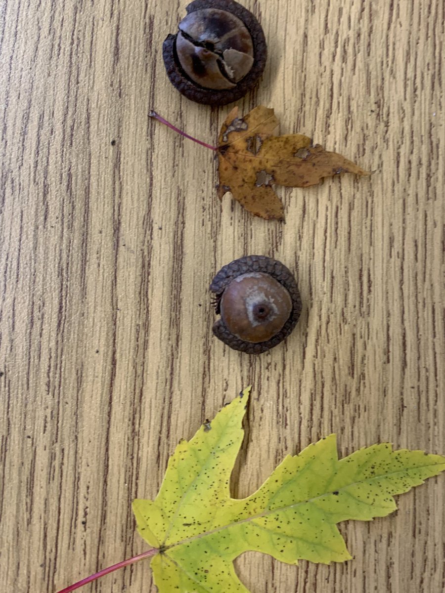 It was a little windy for our outdoor patterning lesson, so we brought nature inside today 🍁🍂🍁🍂🍁🍂<a href="/riverheights11/">riverheights</a> <a href="/TVDSBmath/">TVDSBmath</a>