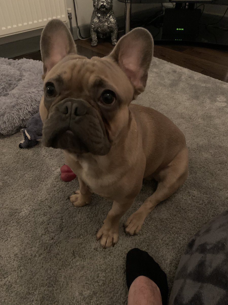 DJCharlieLondon's tweet photo. @Chris_CPH Hank Misses You and Loved spending so much time with you! 🐶 https://t.co/LY1XHp5OOS