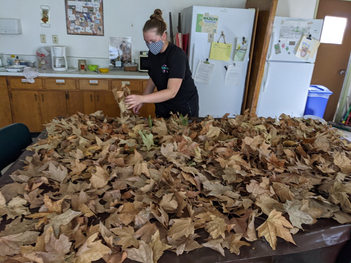 McNeishAqEcoLab's tweet photo. @eco__amy setting up leaves to dry for her MS research! https://t.co/YDH99fgPie