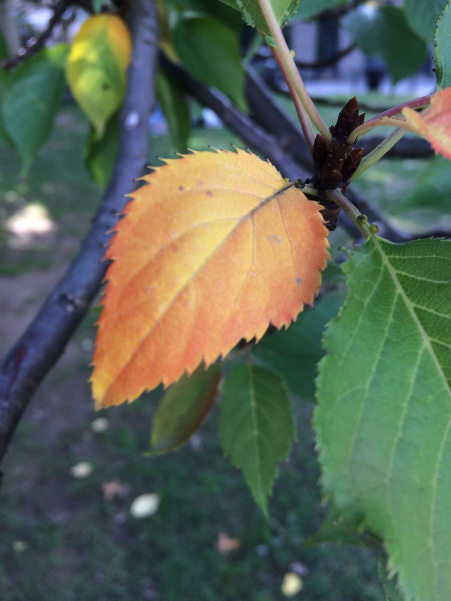 Wow! Fall color in Kwanzan cherry.  #washingtonsquarepark  #phenology