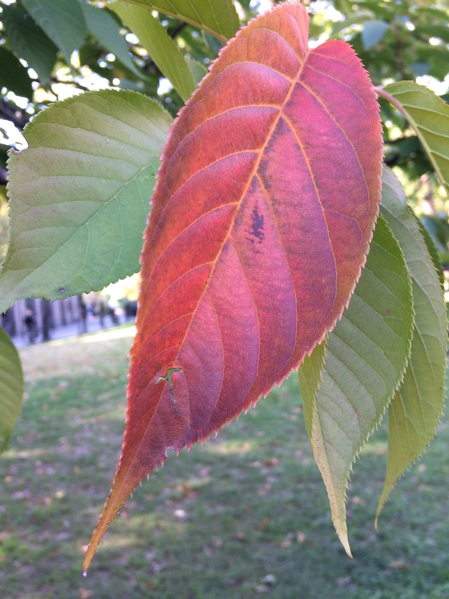 Wow! Fall color in Kwanzan cherry.  #washingtonsquarepark  #phenology