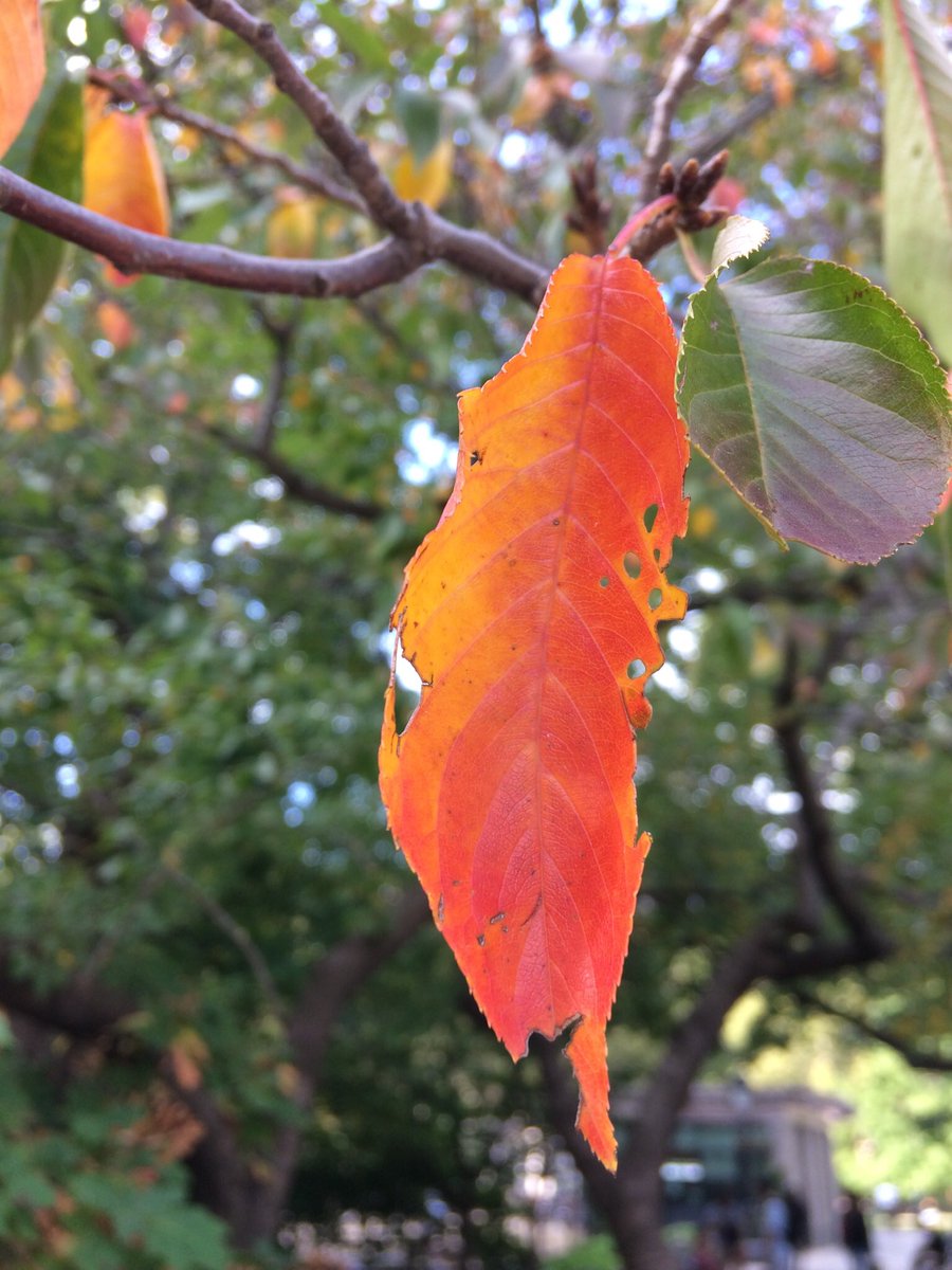 Not to be upstaged: the colored leaves of Yoshino cherry!  #washingtonsquarepark  #phenology  #fallfornyc