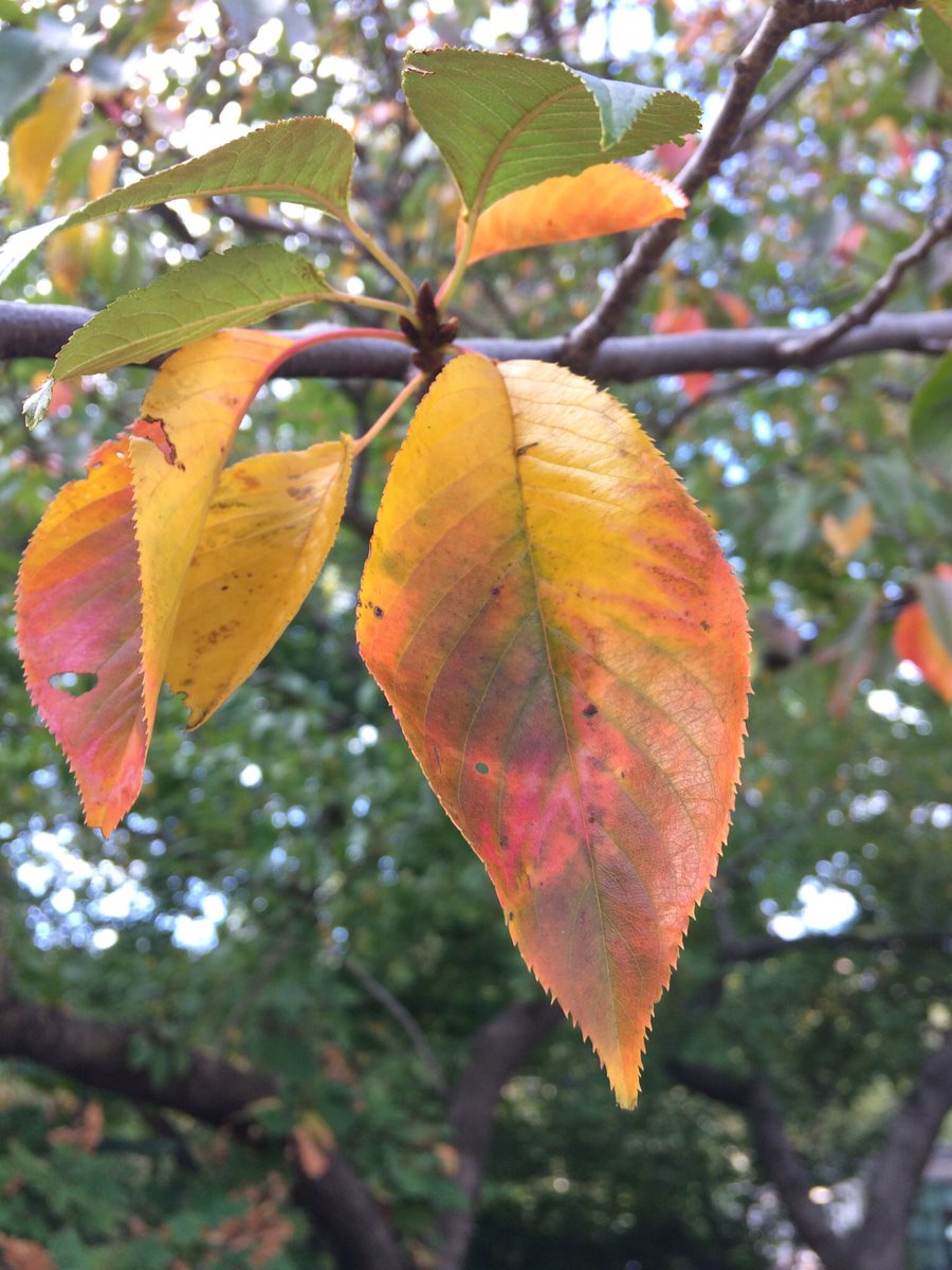 Not to be upstaged: the colored leaves of Yoshino cherry!  #washingtonsquarepark  #phenology  #fallfornyc