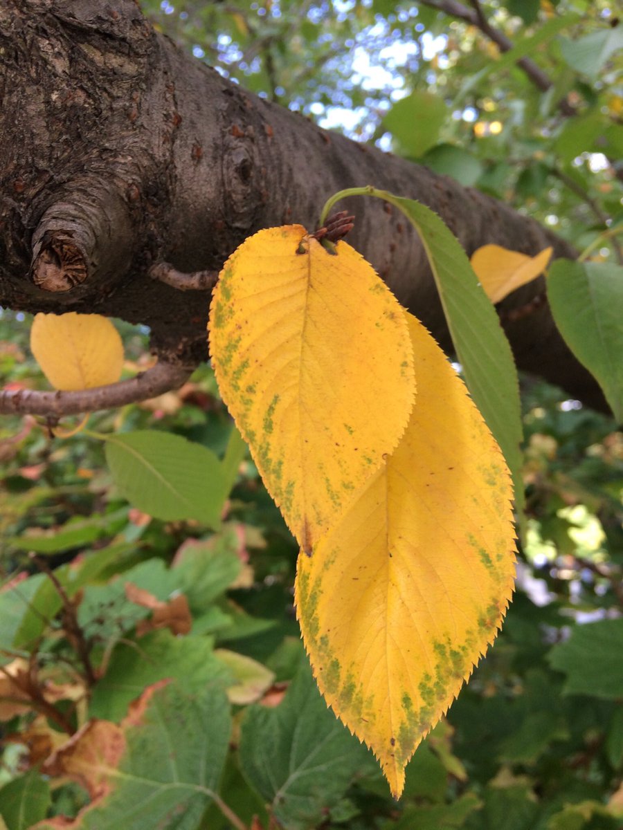 Not to be upstaged: the colored leaves of Yoshino cherry!  #washingtonsquarepark  #phenology  #fallfornyc