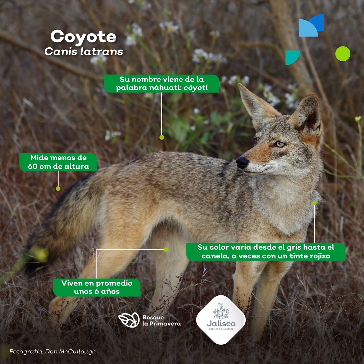BosquePrimavera's tweet photo. El Coyote 🐺 (Canis latrans, que significa "perro ladrador") es una especie omnívora, lo cual le ha permitido adaptarse a diversos lugares, come desde pequeños mamíferos, hasta frutas, hierbas o insectos. A través de fototrampeo, se le ha identificado en el #BosqueLaPrimavera. https://t.co/pi51BcMssM