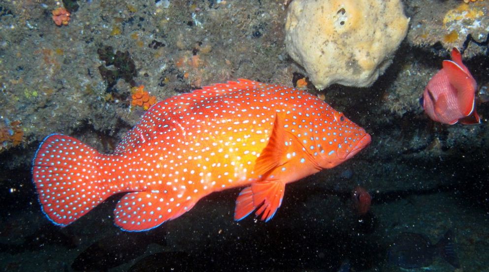 MyAquariumDepot's tweet photo. Coral rockcod by Derek Keats License = Attribution 10.23.2020
#coralporn #cleanupcrew
#algae #crab #reefporn #reef
#reefporn #zoanthids #reefpack
#jellyfish #reef #coralreef #ocean https://t.co/nCbjJ2dApP https://t.co/4oebg0npEC