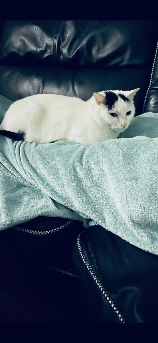 MissingCatsUK tweet media