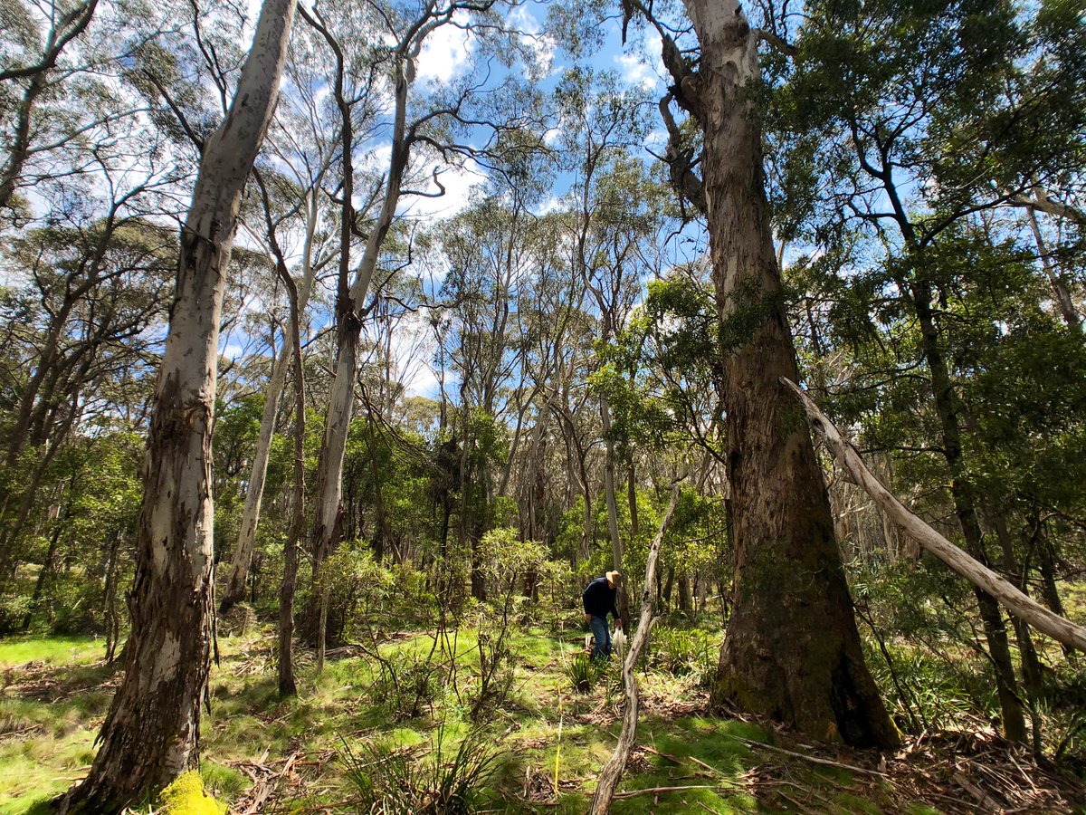 Rachael Nolan (@rachael_h_nolan) on Twitter photo It’s been great getting out this week surveying recently burnt and long unburnt forest at Kanangra-Boyd.
<a href="/StephASamson/">Stephanie Samson</a> <a href="/Rollsey08/">Katie Rolls</a> <a href="/EcoloGee_/">Georgia Watson</a> <a href="/BushfireHub/">Bushfire Hub</a> It’s been great getting out this week surveying recently burnt and long unburnt forest at Kanangra-Boyd.
<a href="/StephASamson/">Stephanie Samson</a> <a href="/Rollsey08/">Katie Rolls</a> <a href="/EcoloGee_/">Georgia Watson</a> <a href="/BushfireHub/">Bushfire Hub</a>