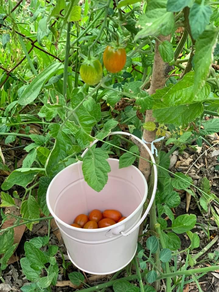 gr8wisdomglobal's tweet photo. Nature's wisdom. Collection of grape tomatoes from our garden. Gardening has been a great #meditation as of late 😊 #gr8wisdom #livingyourinnerwisdom #gardening #grapetomatoes #natureswisdom #innerwisdom https://t.co/EGCOmRwmf3