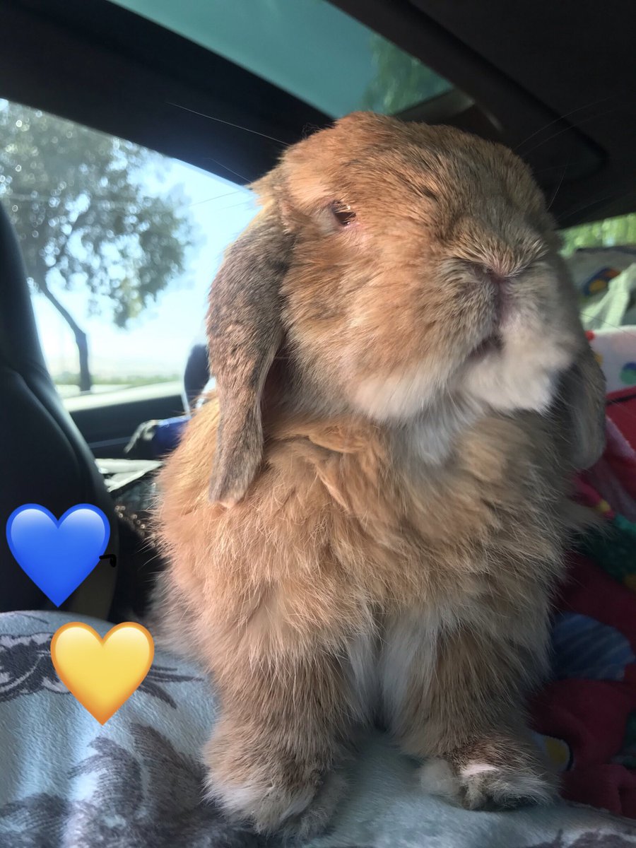ucdbunny's tweet photo. Hoppin’ up to spend a few days in Davis and on campus! If you could use a midterm support hug, be sure to stop me and say hello! Should be strolling through the Arboretum before sunset tonight and will be around until Tuesday! Good luck on midterms! #GoAgs! 💙💛🐰📚🍕❤️🧡💛💚💙💜 https://t.co/6F9XCRbnAS