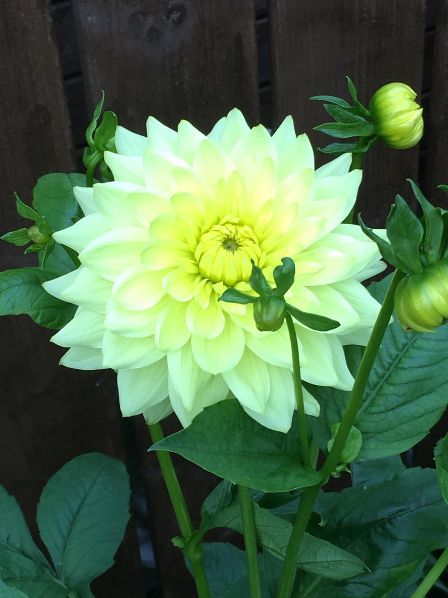 Dahlias just keep giving #GardenersWorld #shoutyhalfhour