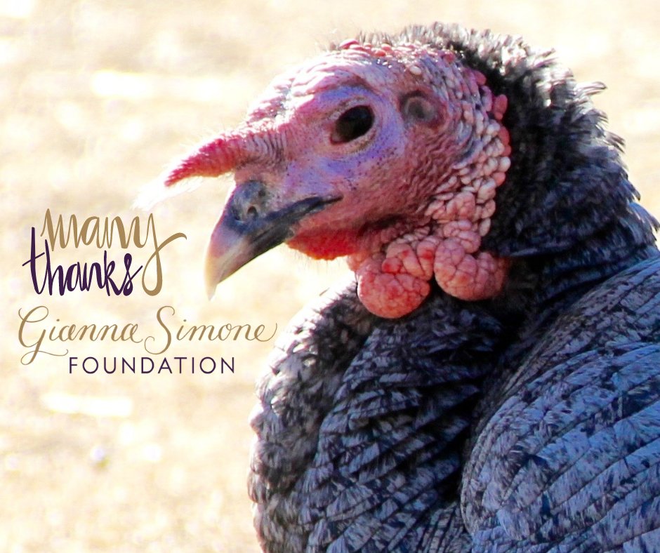 Many thanks to The Gianna Simone Foundation for sponsoring the Feast for the Birds at ThanksLiving 2020!

To learn more about Gianna and The Gianna Simone Foundation visit: giannasimone.com

 #virtualfundraiser #charityevent #animalsanctuary #farmsanctuary #animallovers