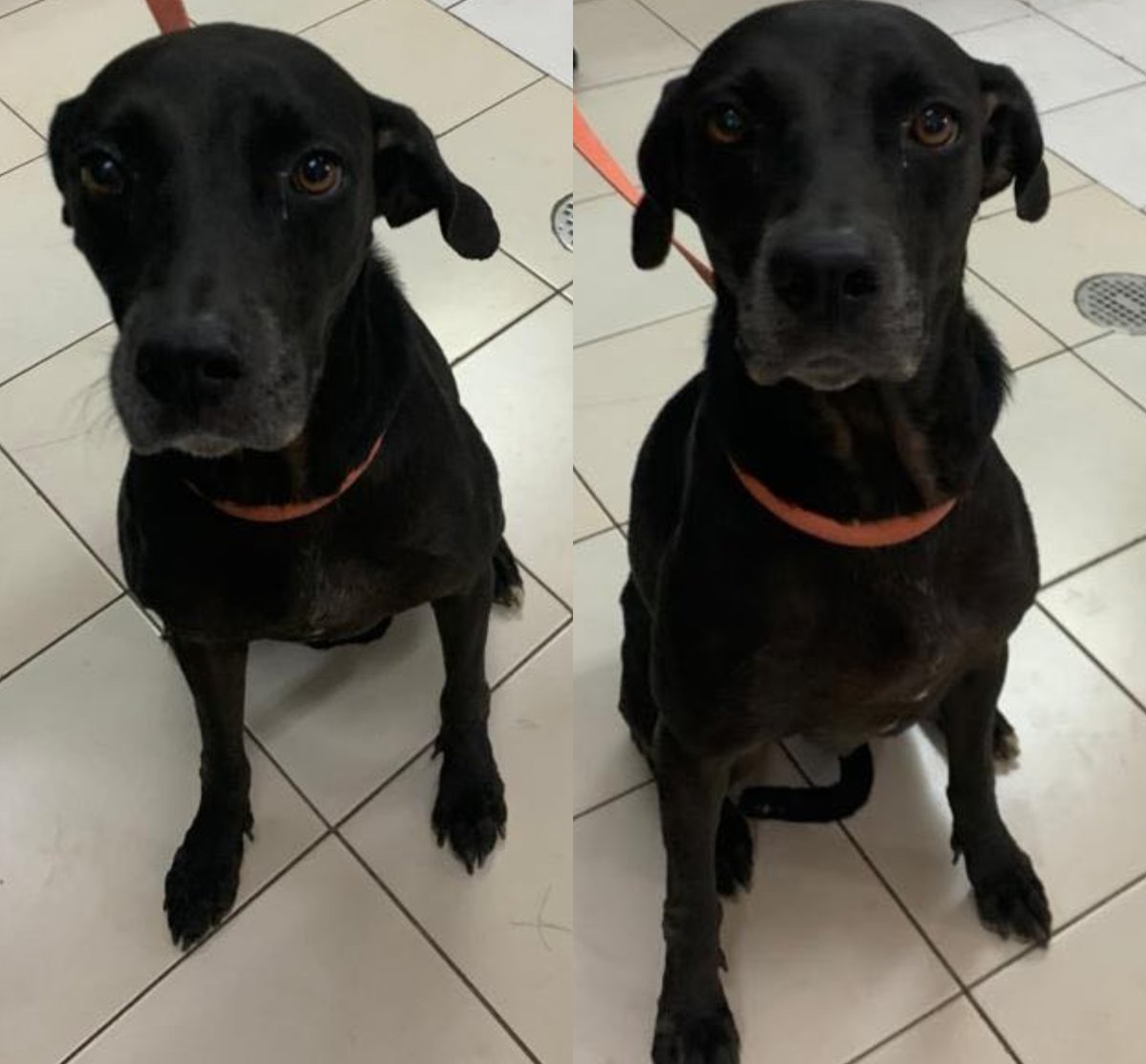 RossVetSchool's tweet photo. Kola is a big girl with a lot of energy! Our kennel team is working with her to make her more comfortable and accepting of our human love. With a little bit of TLC, we hope that Kola turns into a big gentle giant. #dogsofrossvet https://t.co/k6exDQKWTd