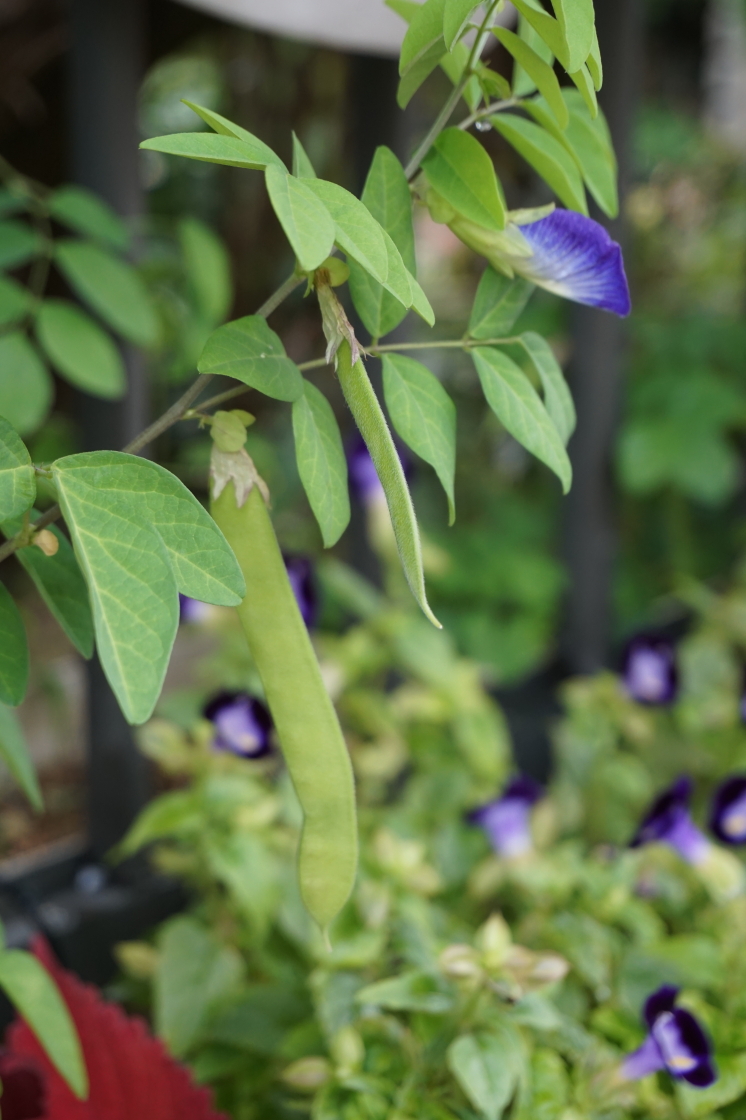 しちさん 蝶豆 チョウマメ に 実が生っていました どんな味がするのか 気になりましたが 他所のお家なので眺めるだけにしました 若い鞘は食べられるので フィリピンでは野菜として使われているそうです 花の写真は8月です 蝶豆 チョウマメ