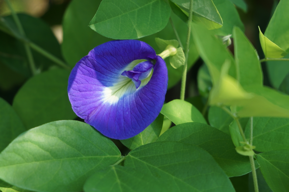 しちさん 蝶豆 チョウマメ に 実が生っていました どんな味がするのか 気になりましたが 他所のお家なので眺めるだけにしました 若い鞘は食べられるので フィリピンでは野菜として使われているそうです 花の写真は8月です 蝶豆 チョウマメ