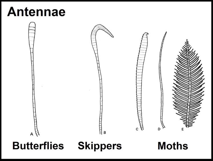 Antenna https://t.co/vdm8ATKch5