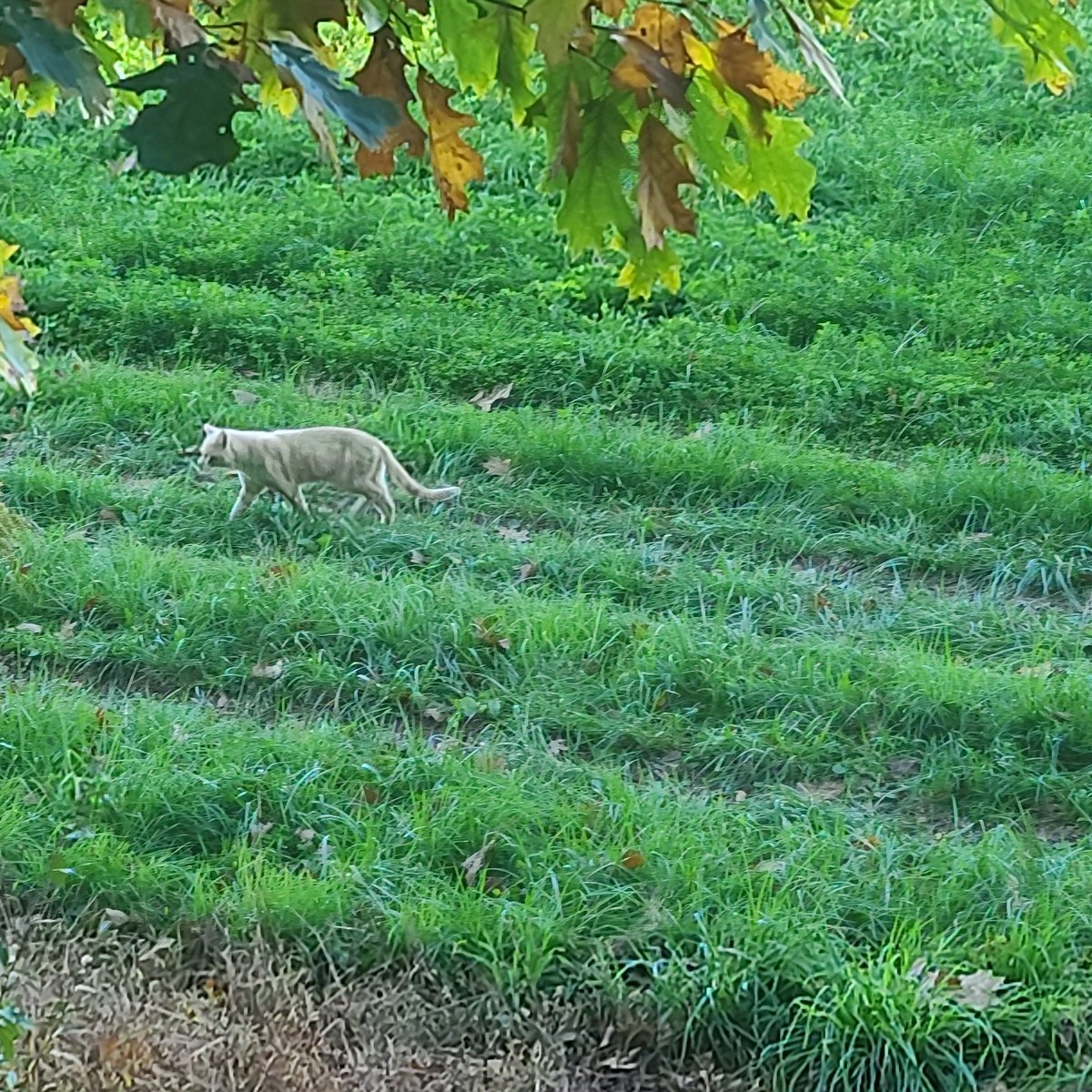 Hcoregeneration's tweet photo. No deer but at least we saw a Pa cougar. https://t.co/Bw3LIVGFGa