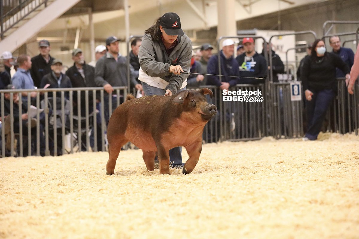 NationalSwine's tweet photo. NSR #FallClassic2020 Breeding Stock Sale catalogs are available on https://t.co/KWNWtoLhrH. The sale will begin at 9 a.m. with Yorks followed by Landrace, Hamps, Duroc & Cross Boars. Watch live on https://t.co/OlObi8MROE. To bid, please contact the NSR Filed Staff. https://t.co/SQKVpVVJVr