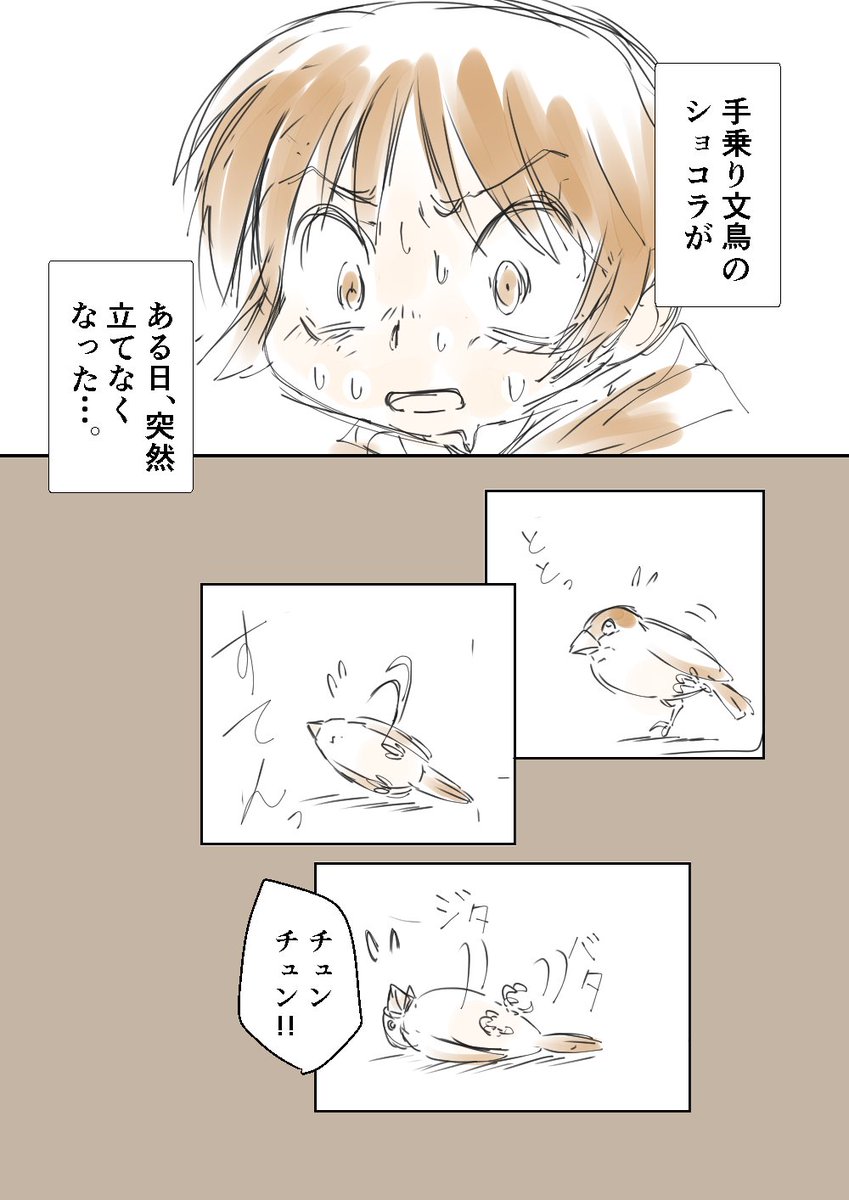 「文鳥の病気とハッピーエンド」1/3
 #コルクラボマンガ専科 166/164 #伊吹マンガ
#毎日読もうあげよう1Pマンガ #文鳥の日 #文鳥の日2020 