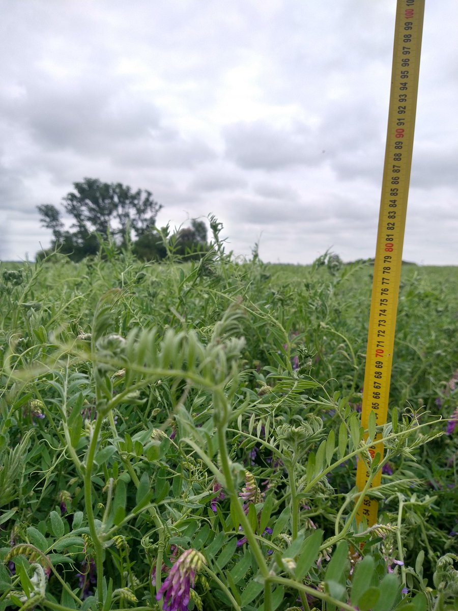 Sigue creciendo la Vicia... #coberturas #vicia