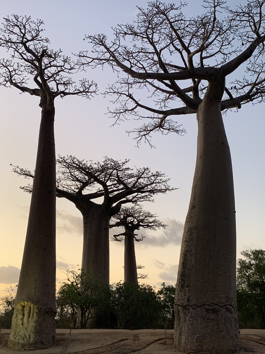 Wish all the #Diplomats around the world a very happy #InternationalDiplomatsDay from #Madagascar. Thank you for #ServingPeopleGlobally and making our planet 🌍 a better place.