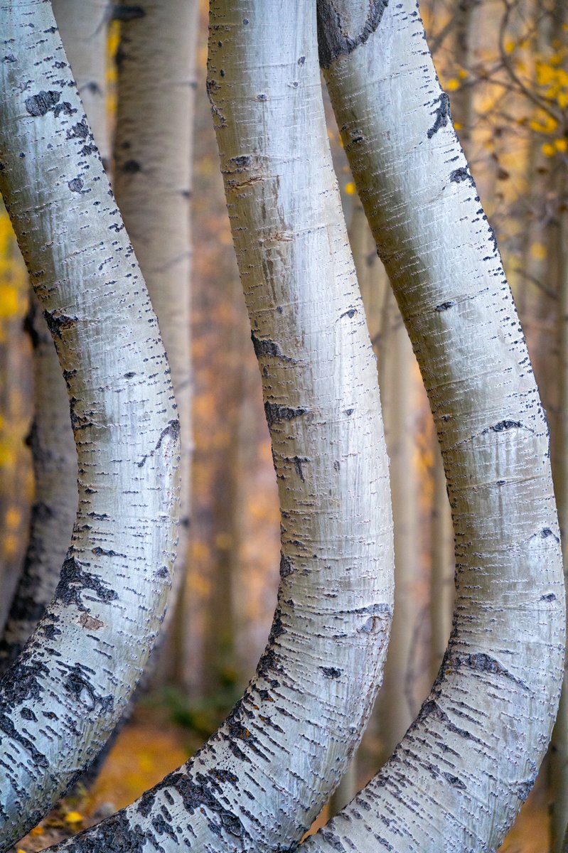 unplannedcreate's tweet image. Trying out the new Haze #NeuralFilter in #Photoshop — nowhere near perfect (it’s in beta after all) but still quite impressive.

BEFORE       ➡️       AFTER (with Haze)