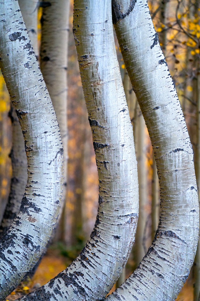 unplannedcreate's tweet image. Trying out the new Haze #NeuralFilter in #Photoshop — nowhere near perfect (it’s in beta after all) but still quite impressive.

BEFORE       ➡️       AFTER (with Haze)