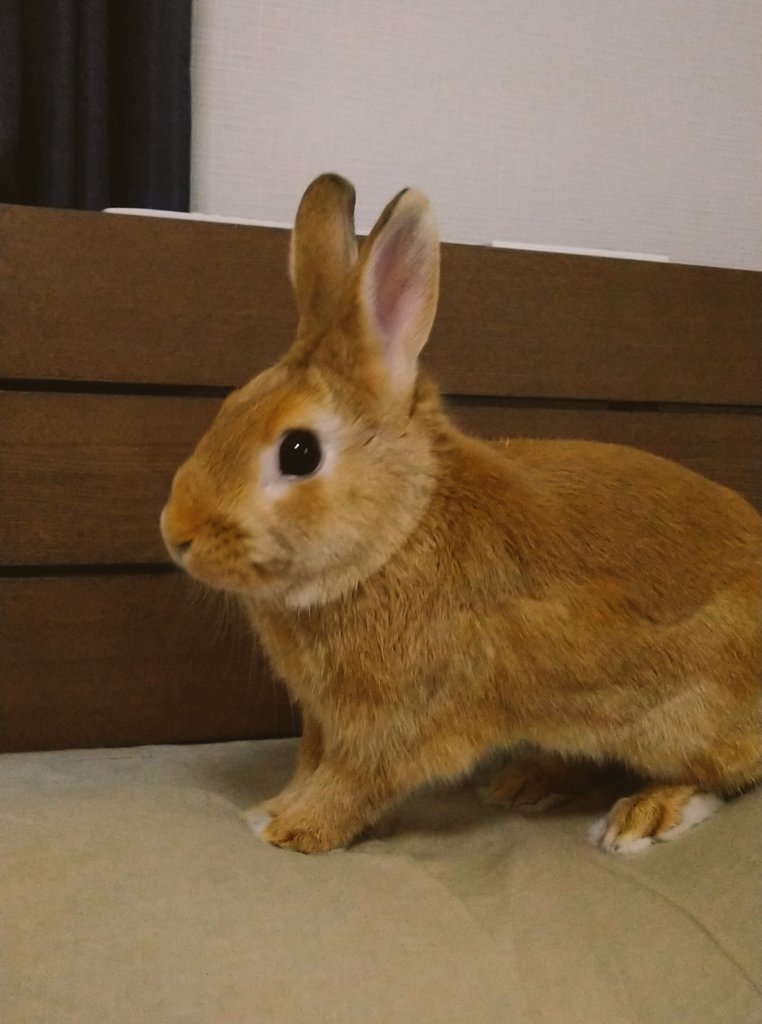 まるまたでかくなった気がする……これペレットのせいでは……と思ってる😆
病院の先生には問題ないよ体重増えていいねって言われてるけどデカくなったよねまる