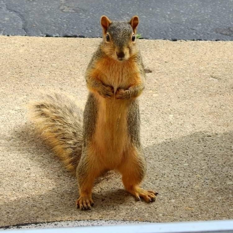 WillCoForestPreserve tweet media