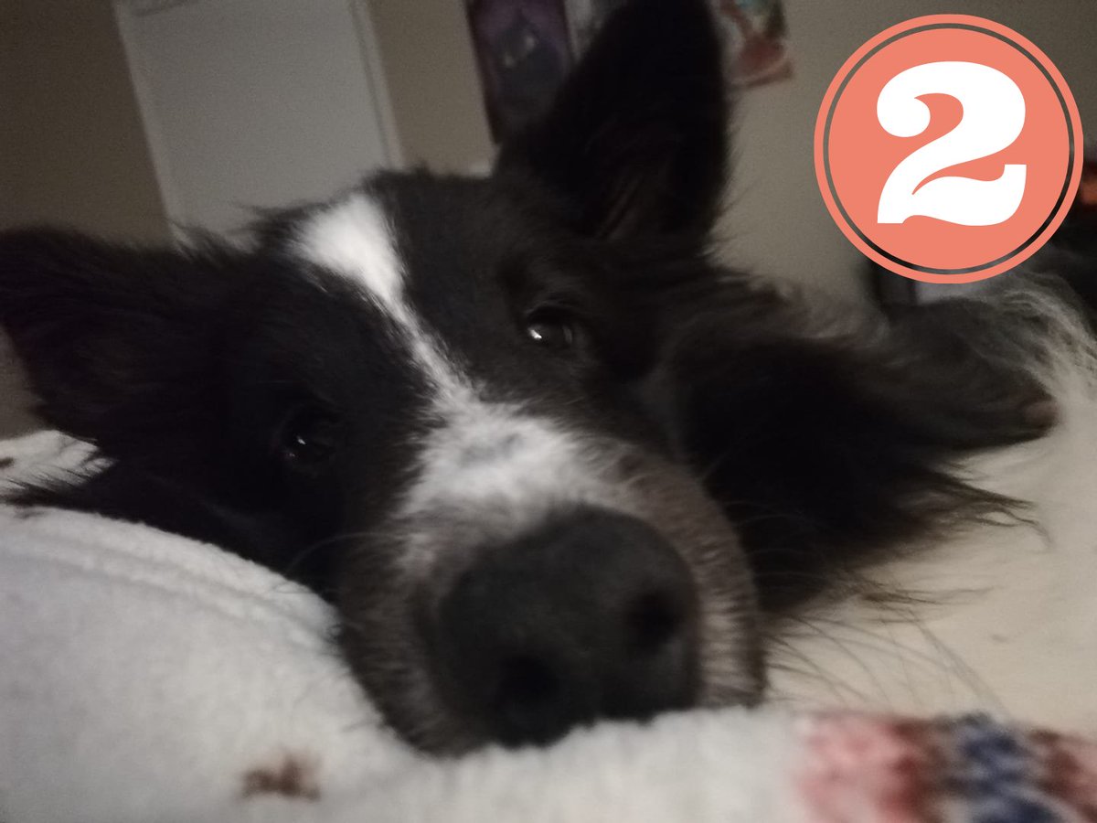 FunFergus's tweet photo. Which Fergus was your #mood this #week? 
#funwithfergus #Dog #dogsoftwitter #dogs #dogmoods #MoodChallenge #doglovers #doglife #cutenessoverload #choose #FridayFeeling #FridayVibes #Friday #FridayThoughts https://t.co/BCqqCYpVoz