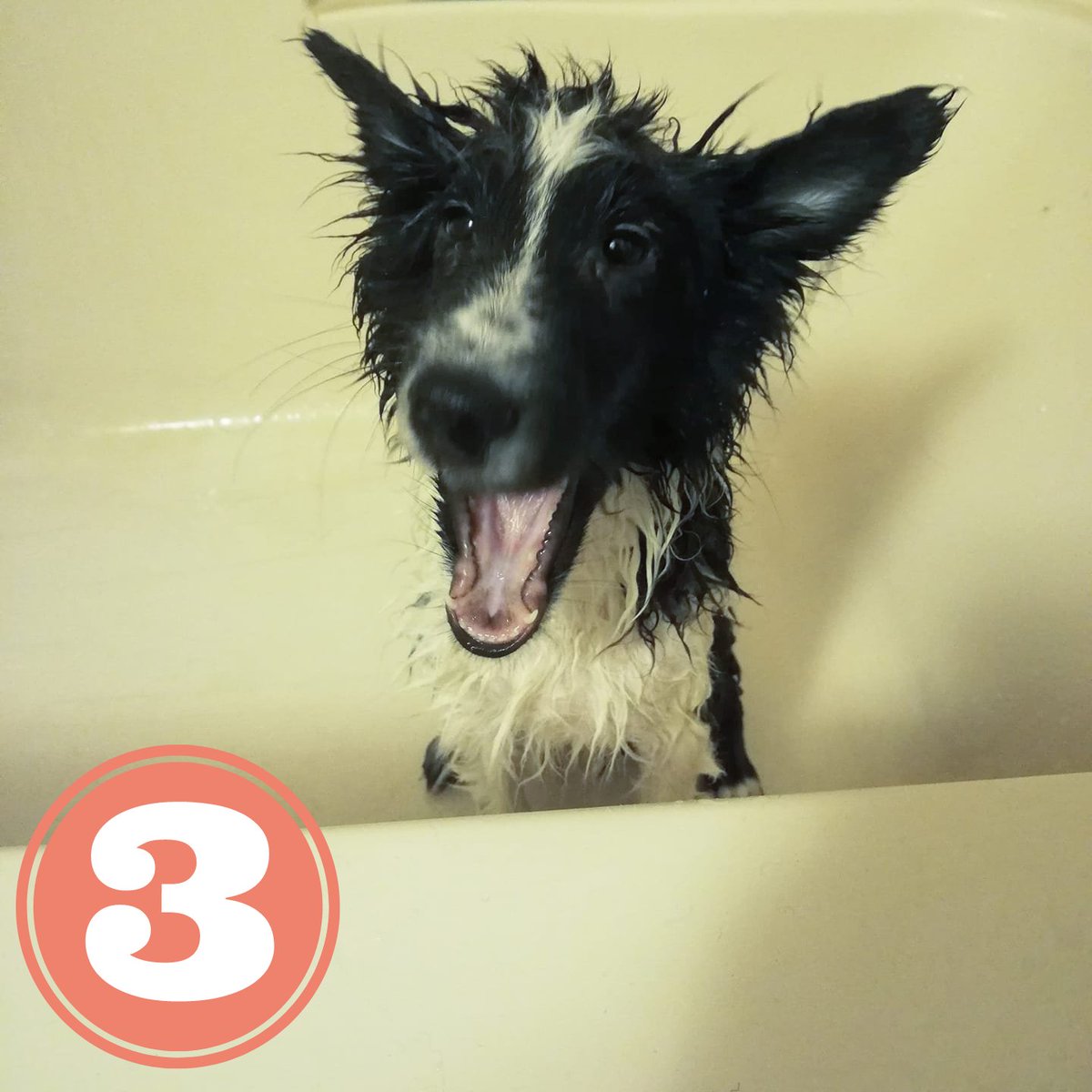 FunFergus's tweet photo. Which Fergus was your #mood this #week? 
#funwithfergus #Dog #dogsoftwitter #dogs #dogmoods #MoodChallenge #doglovers #doglife #cutenessoverload #choose #FridayFeeling #FridayVibes #Friday #FridayThoughts https://t.co/BCqqCYpVoz