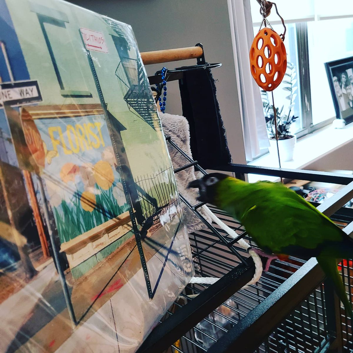 ILITHIOSmusic's tweet photo. I love parrots. Parrots don't love Florist. Buy the record so Piper doesn't have to deal with me taking pics of her with it.
#nandayconure https://t.co/wl24L5Spjj