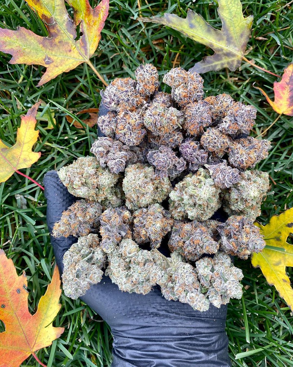 HIGH_TIMES_Mag's tweet photo. Michigan grows some 🔥 https://t.co/SIkw9wbx7k