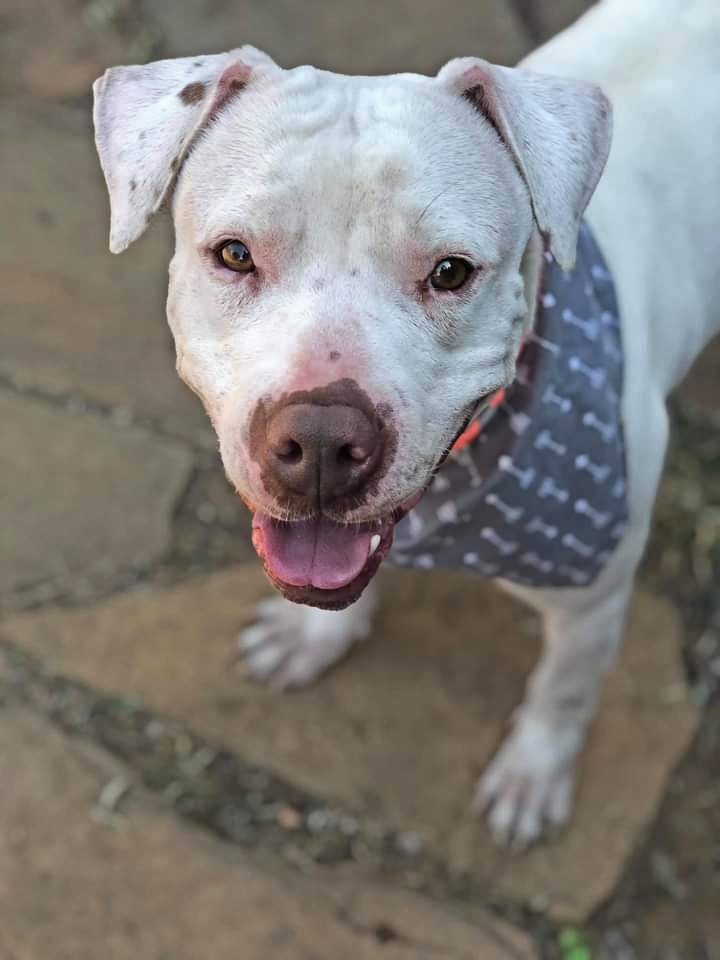 fwacc petsmart alliance adoption center