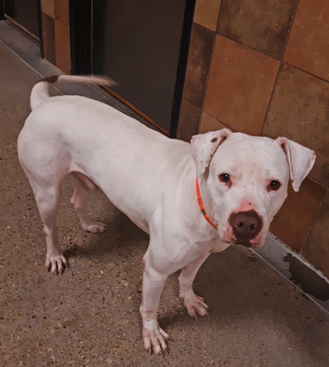 fwacc petsmart alliance adoption center