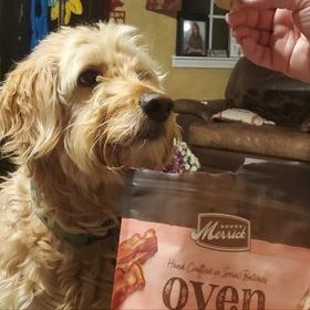 MacKidNWCbus's tweet photo. @merrickpetcare Oven Baked treats are handcrafted in small batches, with a delicious smell and taste! All Oven Baked recipes come in fun shapes and have 7 or fewer ingredients. #ad #mkmeetup #lovemymkswag https://t.co/aXzo0H1rnb