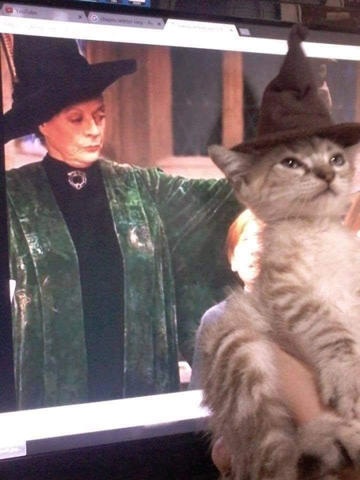 gatitos_qctd's tweet photo. Michindor https://t.co/ez5ADKL4m7