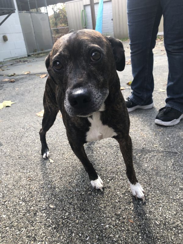 greene_humane's tweet photo. Meet Paws! Paws is a super sweet and affectionate JRT Pitt mix who is very laid back and loves spending time by your side. Paws is very loyal and is looking for his new home, he is good with families and both cats and other dogs. Click below to learn more!
https://t.co/yspjzMhpvG https://t.co/QSM99q4Ixq