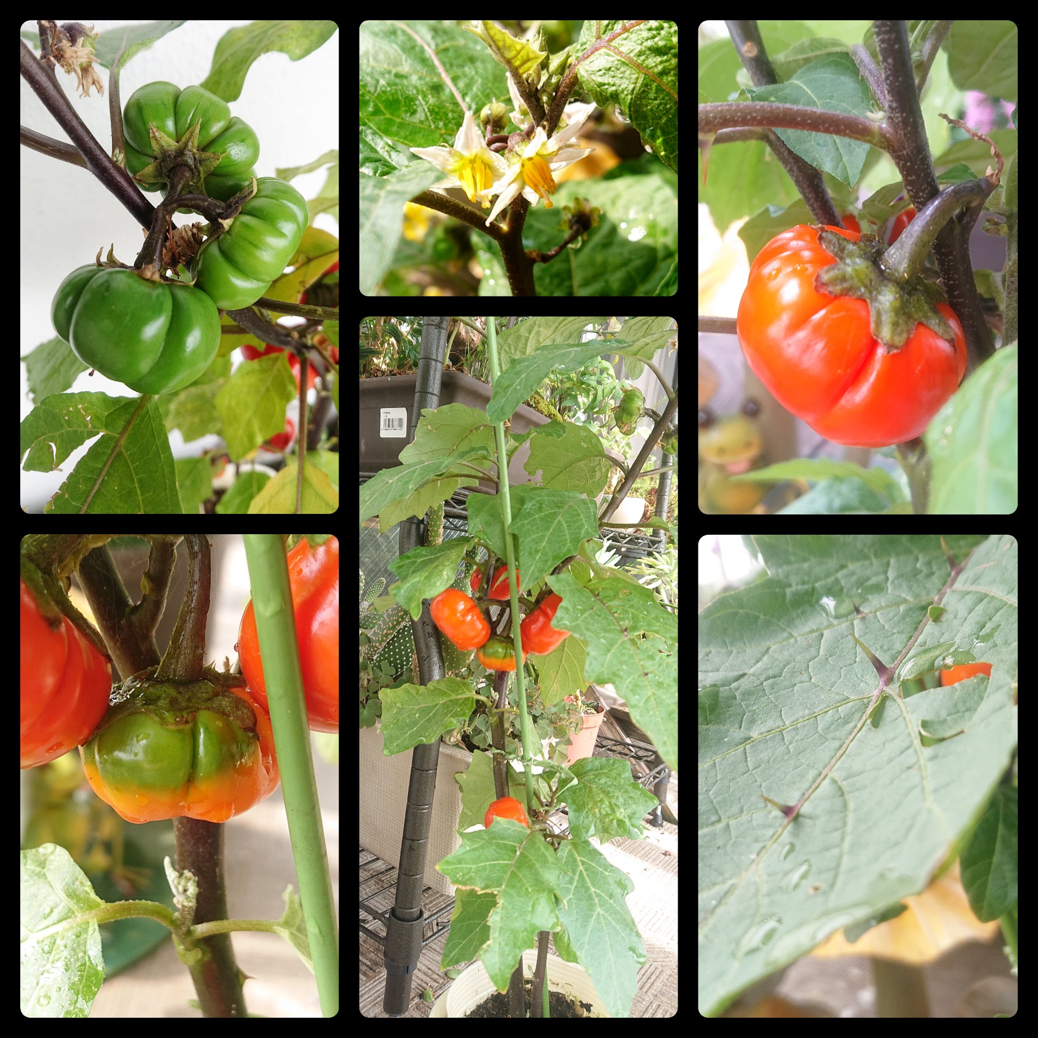 Orichan Pa Twitter ソラナムパンプキン かぼちゃ 笑 葉に鋭いトゲがあったり 育つ過程で緑 オレンジになったりと 見て楽しい植物です おはよーございます 風の強い朝 笑顔いっぱいの日になりますように 10 花 ガーデニング ベランダ