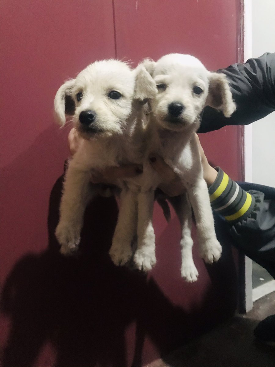 msolbustamante's tweet photo. EN ADOPCIÓN!! Ayúdenme a difundir xfis. Son una nena y un nene deben tener 45 días van a ser cría chica/mediana https://t.co/Rvq9kxu9ds