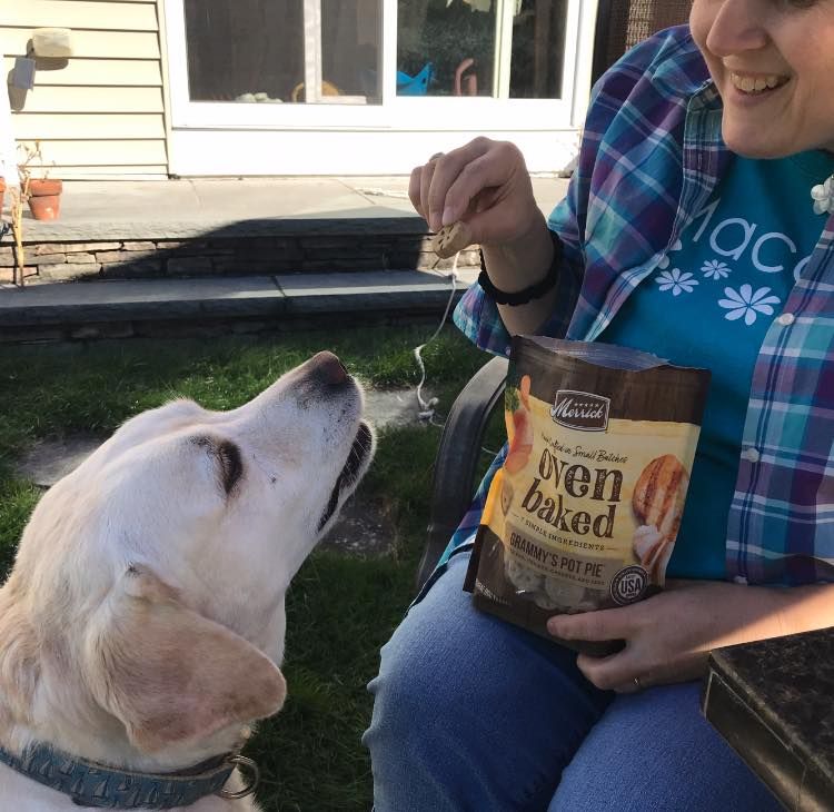 MacKidLowell's tweet photo. My 2 dogs love @MerrickPetCare Oven Baked Treats! Choose from meat or meat-free recipes with 7 or fewer ingredients. https://t.co/J0oo86PReK #ad #MKMeetup #LovemyMKswag https://t.co/nIcg5vCUR0