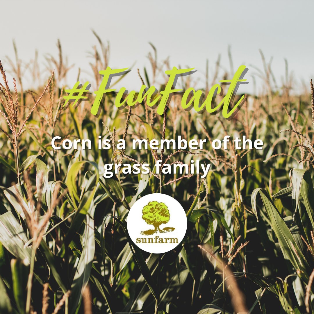 If you love corn as much as we do, add some to your next order at sunfarmfs.com
