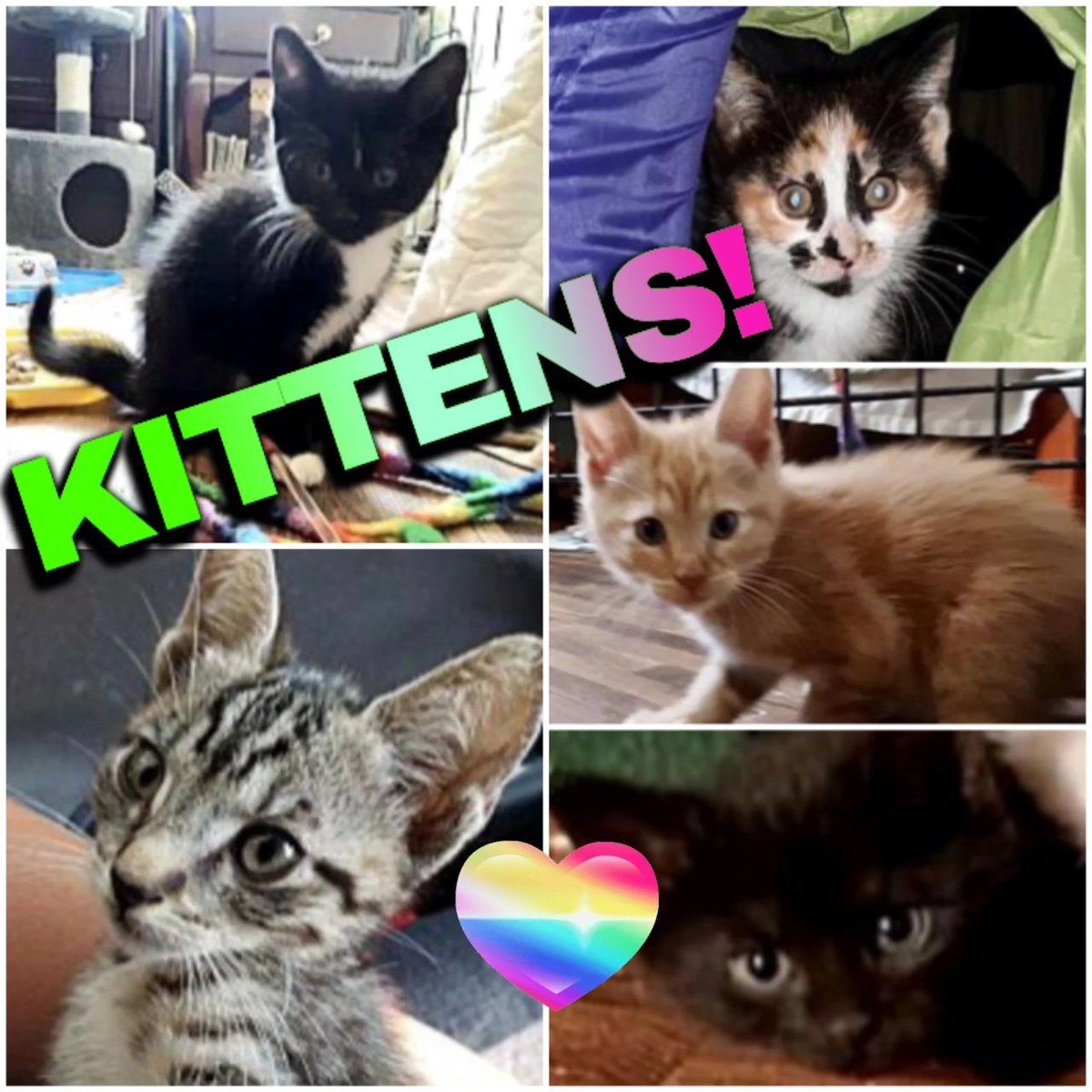 AdoptBingosCats's tweet photo. WE HAVE #KITTENS!!!
Head to our #AdoptAPet site for all the details. https://t.co/kSqel2GxeN
#adoptable #cats #kittens #philly #BucksCountyPA #catrescue #nokill #bingosfoundation #adoptdontshop
#catsoftwitter https://t.co/5a2okCpFtw