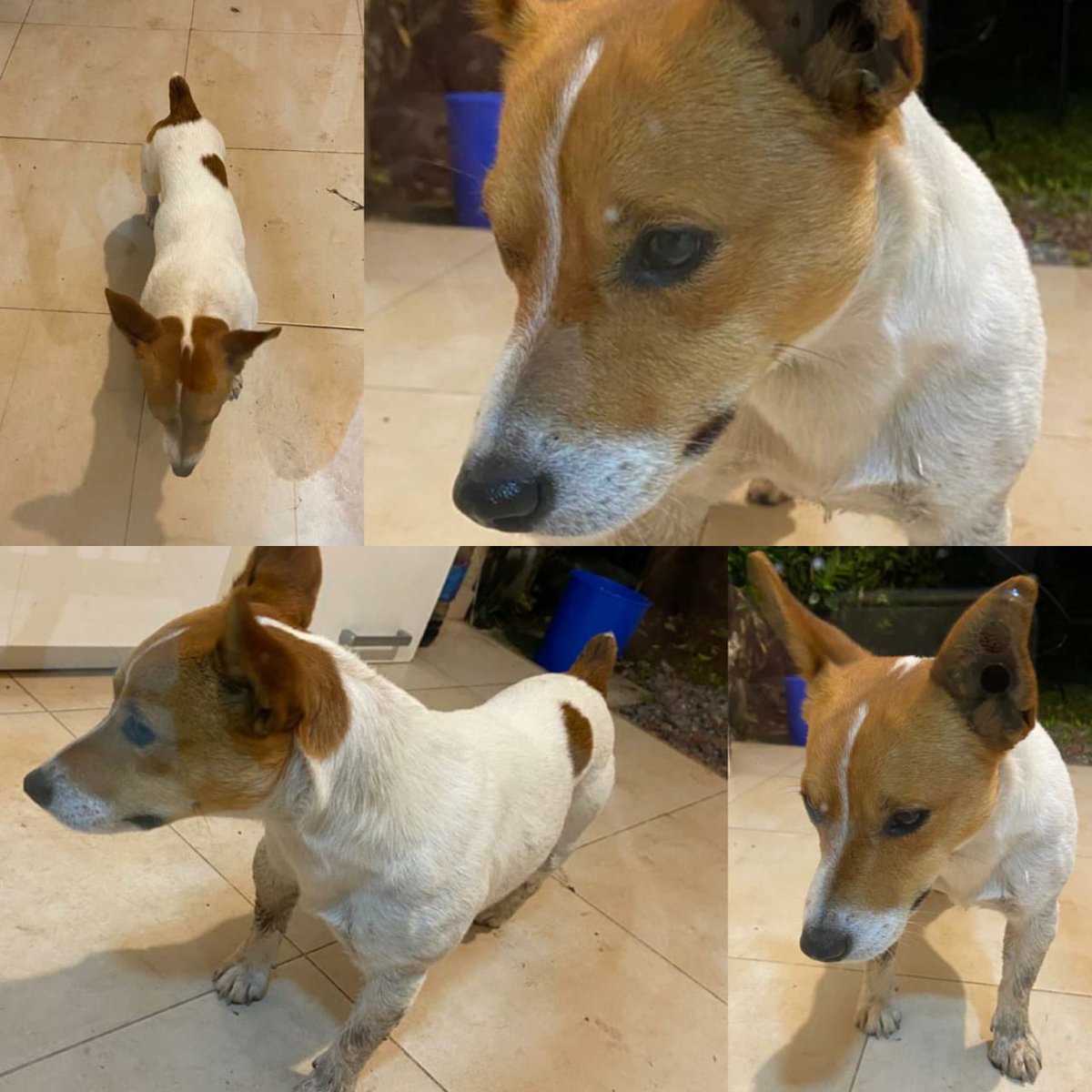 PauliMaderna's tweet photo. Gente apareció este perrito tamaño chico en barrio La Angelica Pilar. Se nota que está bien cuidado y que alguien lo debe estar buscando.
Se devuelve solo a sus dueños.
Por favor compartir!!! https://t.co/ftaJ79axB1