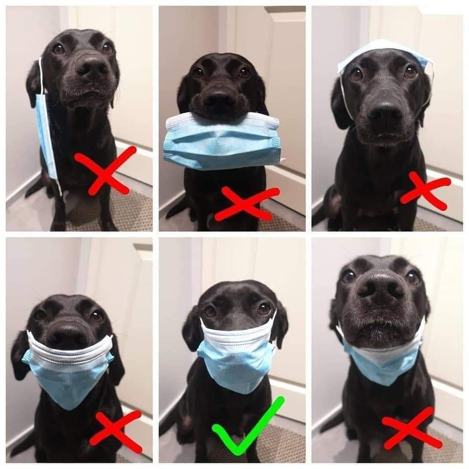 Aurria21's tweet photo. Just FYI ya'll ππ
#dogmom #dogsarefamily #girlgamer #twitchstreamer #teamb42 #covid #propermaskwearing https://t.co/DUEjRE4tRj