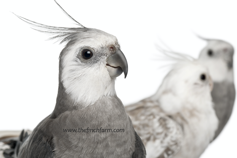 FarmFinch's tweet photo. Beautiful White-faced Cockatiels for Sale! - https://t.co/XUHjiOWudu https://t.co/r1HNa84p87