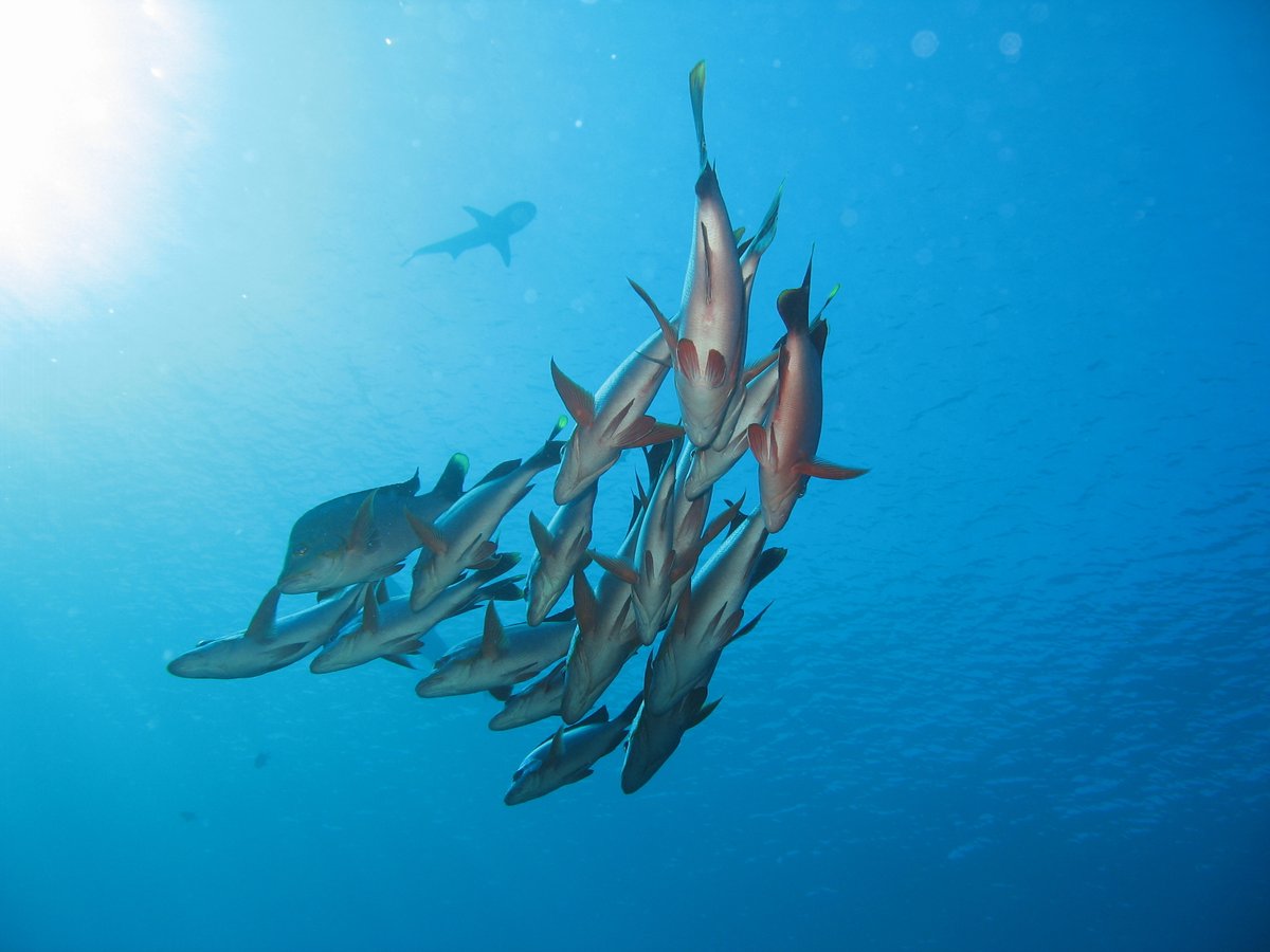 I'm recruiting a PhD student to start Fall 2021 to join my lab at UC Santa Barbara to work either on coral reefs in Moorea or in CA kelp forests. pls share! oceanrecoveries.com/ourteam  cc:<a href="/ESA_org/">Ecological Society</a> @WSN_Secretariat <a href="/EEB_POC/">EEB_POC</a> #sacnas #blackinstem #blackineeb #DiversifySTEM  #NativeSTEM